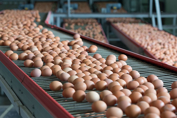 Гурьевская птицефабрика в 2018 году увеличила производство куриных яиц