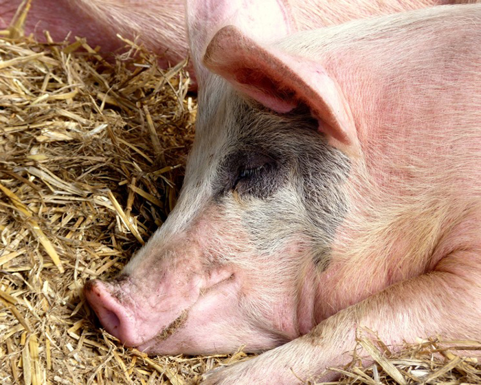 Ящур обнаружен на свинокомплексе в Хабаровском крае