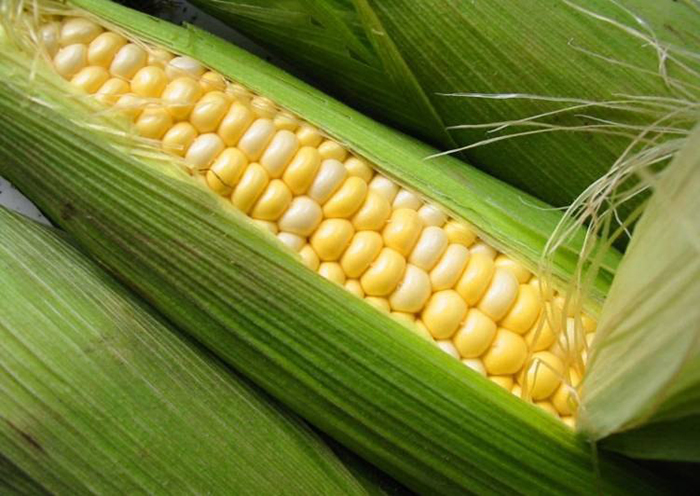 ​​Экспорт кукурузы упал, но в этом году он может увеличиться