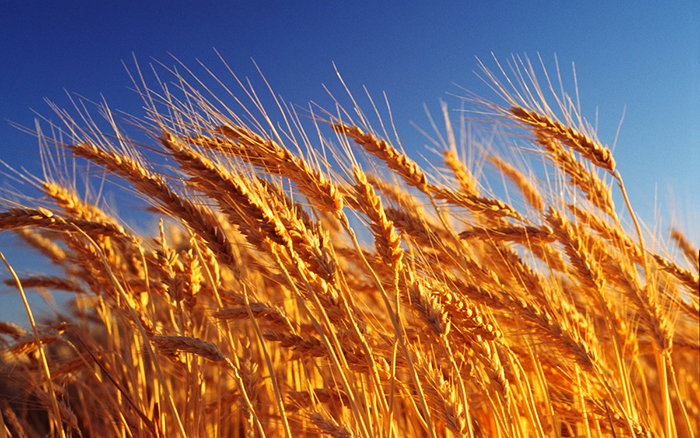 Экспортные цены на российскую пшеницу обновили максимумы