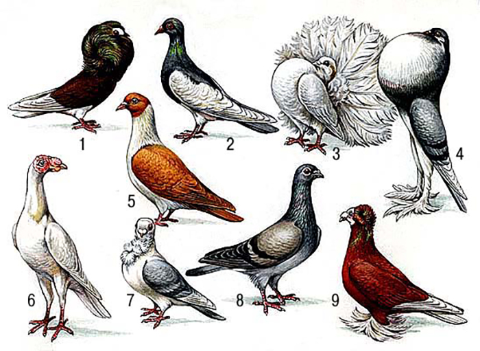 Классификация и оценка голубей