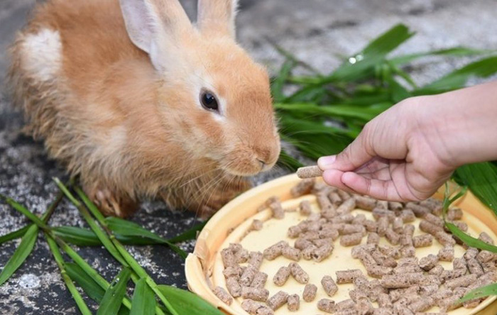 Концентрированные корма для кроликов