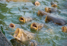 Кормление рыб в прудах