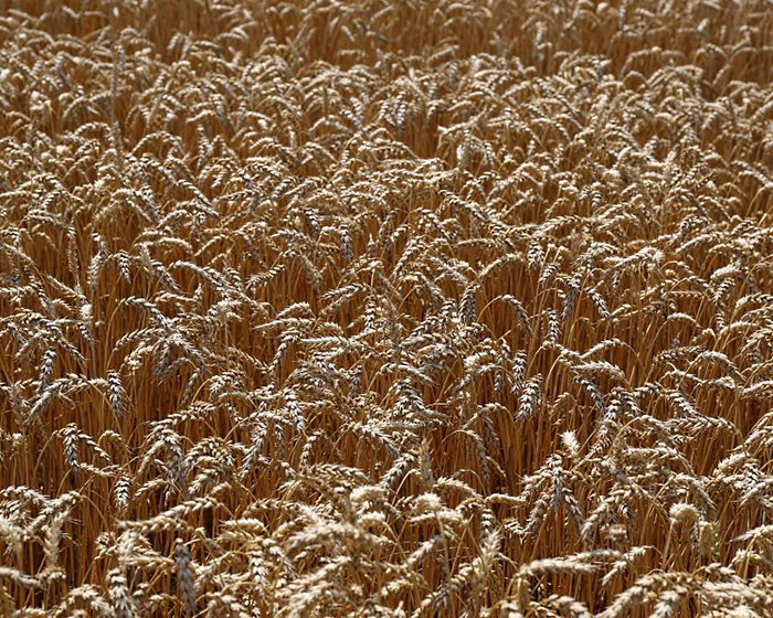 Минсельхоз назвал прогноз урожая зерна в 2019 году