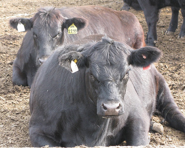 «Мираторг» на треть увеличил производство говядины