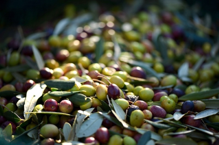 На юге Казахстана начнут выращивать оливковые деревья