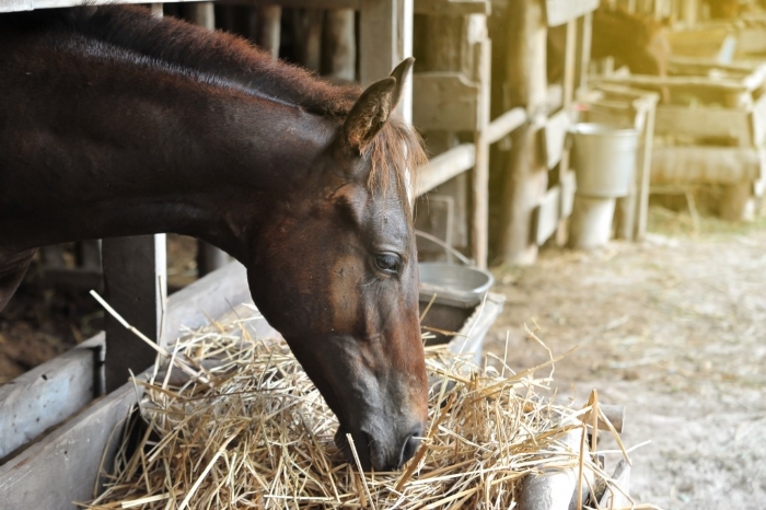 Особенности в кормлении лошадей
