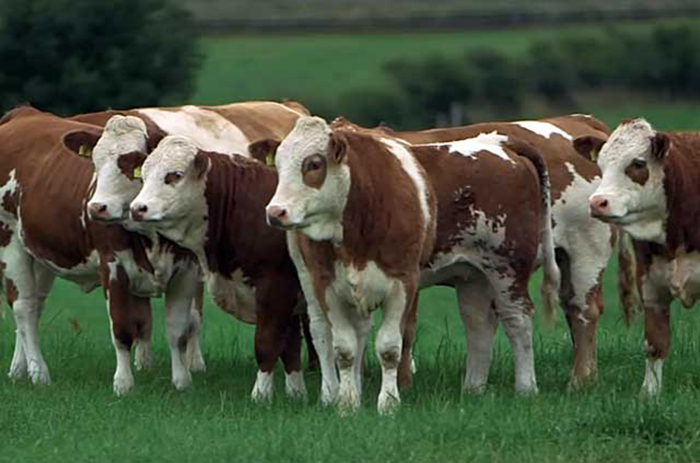 Породы коров двойной продуктивности