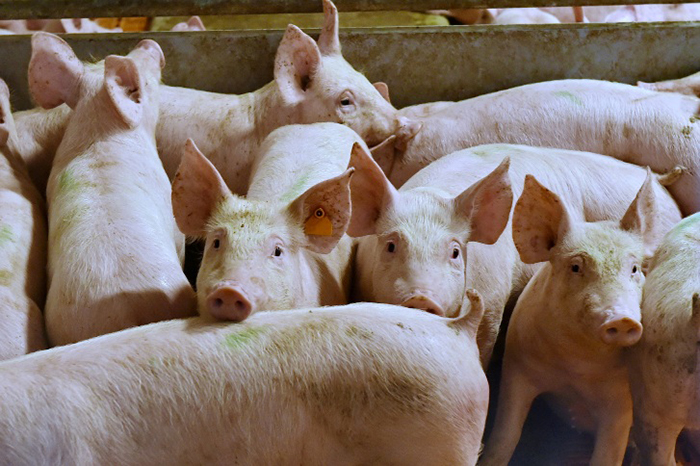 Россия наращивает объемы производства свинины