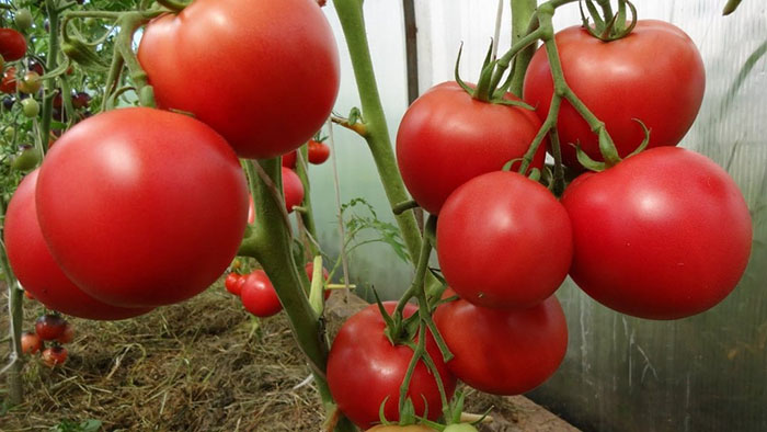 ​​Российские аграрии в 2018 году вырастили больше тепличных томатов и огурцов по сравнению с предыдущими годами