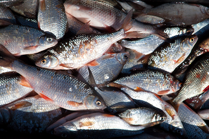В 2018 году российские рыбаки добыли более 5 млн тонн водных биоресурсов