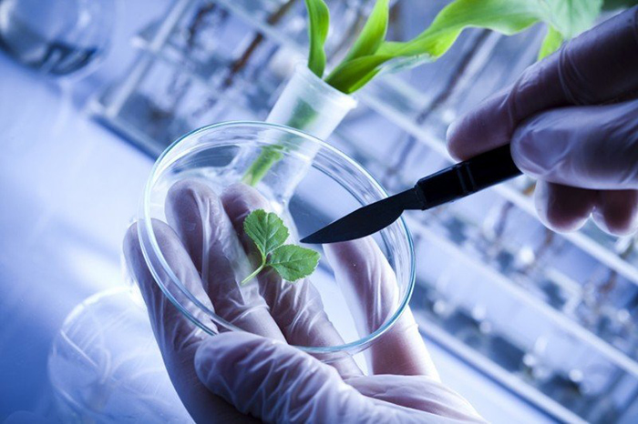 В России появится около 60 лабораторий в рамках программы развития генетических технологий