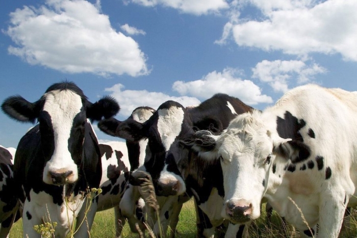В сельхозорганизациях Коми увеличилось поголовье скота