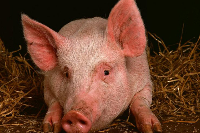 АПХ «ПРОМАГРО» вошёл в ТОП-20 крупнейших производителей свинины в России