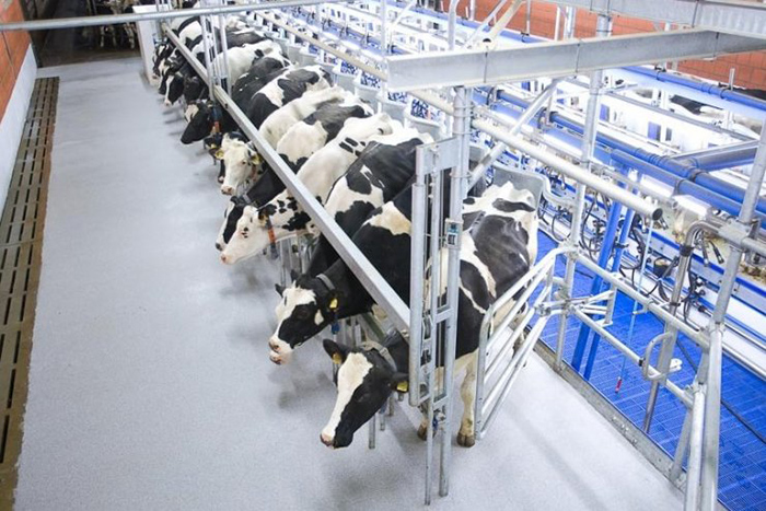 Агрофирма «Пахма» построит молочную ферму в Ярославской области