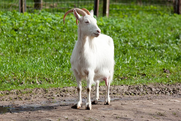Болезни органов пищеварения у коз