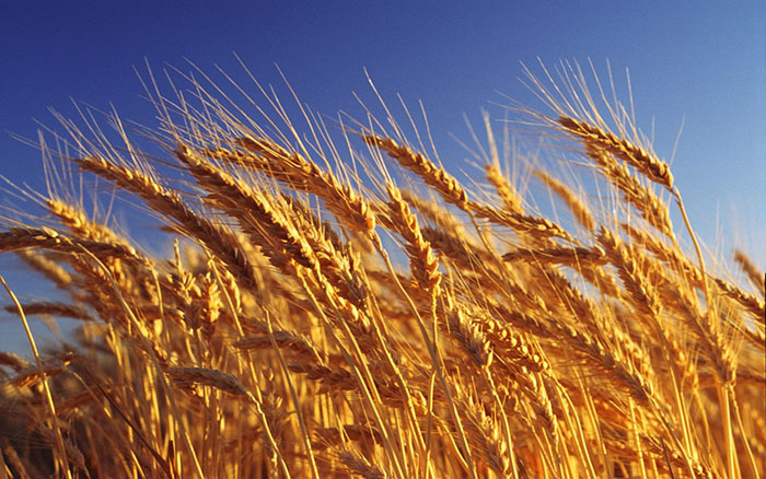 ​​Цены на пшеницу пошли вниз