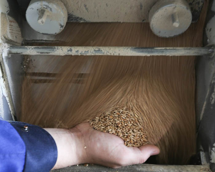 Цены на пшеницу в южных регионах пошли вниз