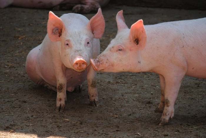 «Черкизово» на втором месте по производству свинины в России