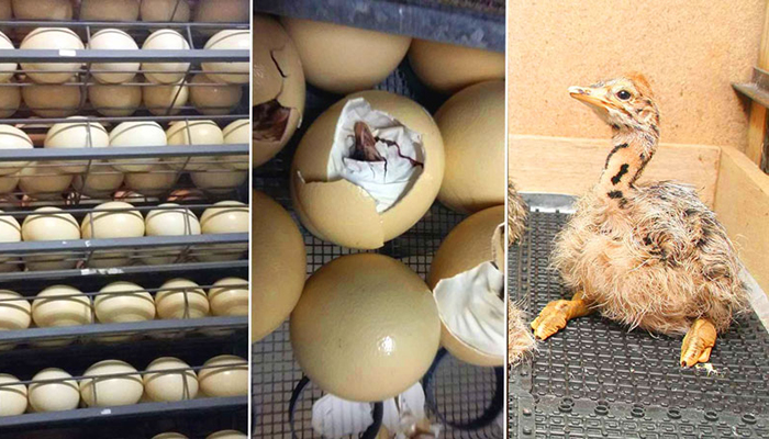 Естественная инкубация страусиных яиц