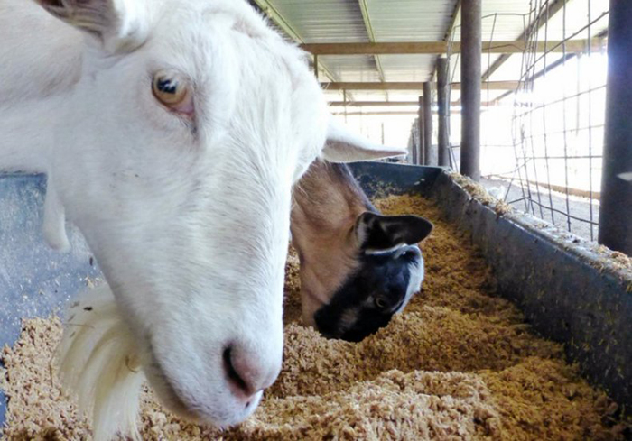 Характеристика кормов для коз