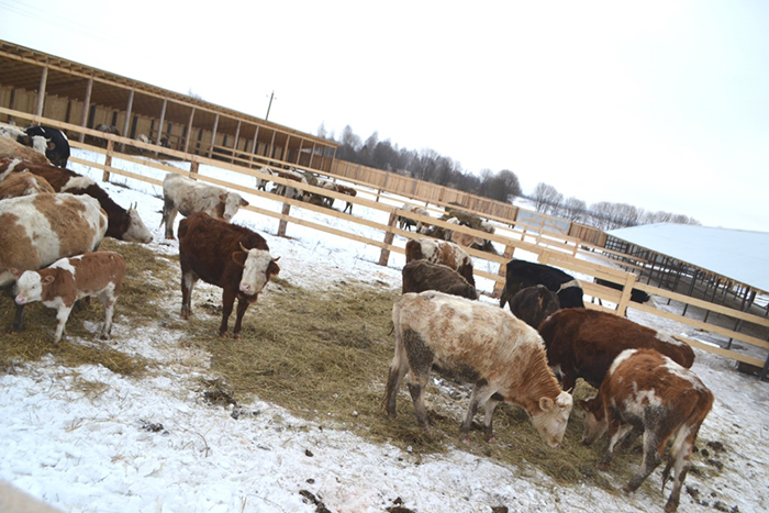 «Холодное» содержание молочных коров
