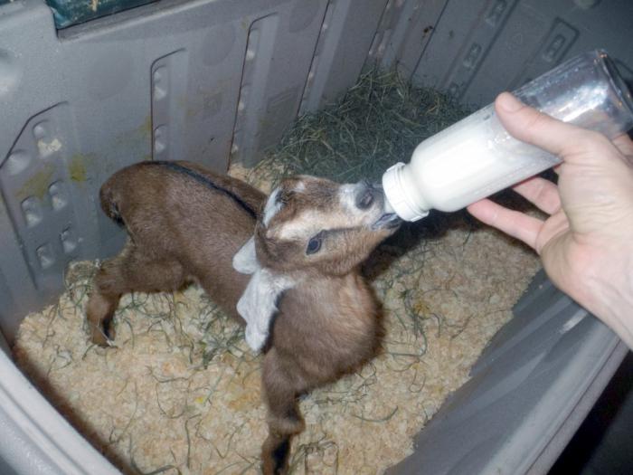 Искусственное выращивание козлят на пастеризованном молоке или на ЗЦМ