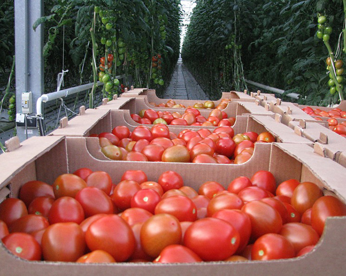 Эксперты РАНХиГС: российские томаты остаются дороже импортных