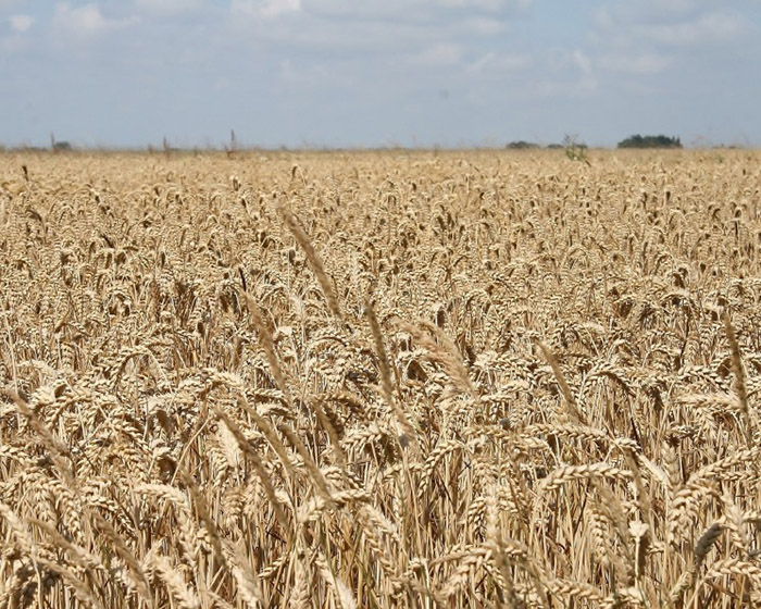 Эксперты повышают прогноз урожая зерна