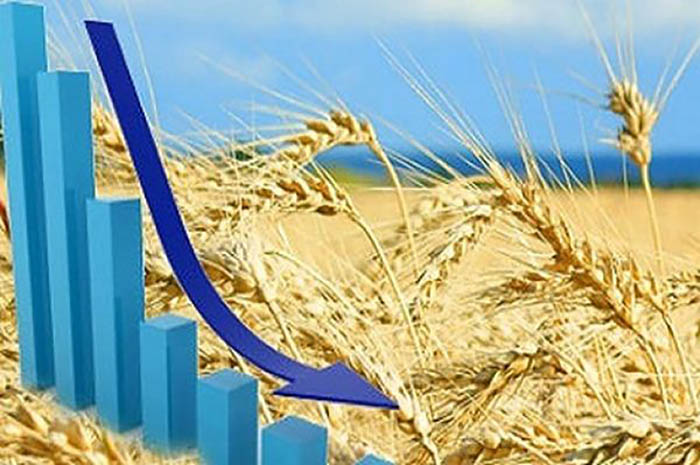 Экспортные и внутренние цены на пшеницу снижаются
