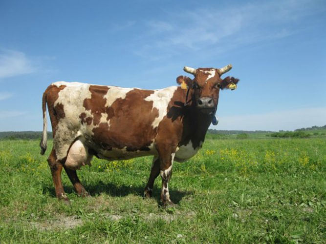 Йоркширская порода коров