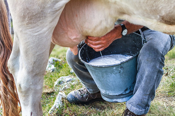 Как выбрать хорошую молочную корову