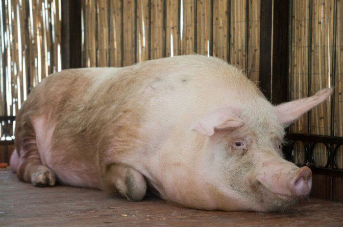 Кормление и содержание супоросной свиноматки