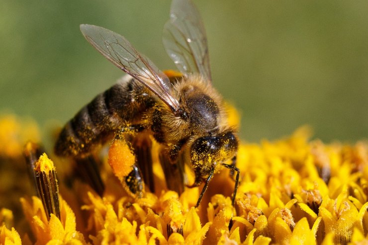 Липецкие пчеловоды подвели итоги работы в 2018 году