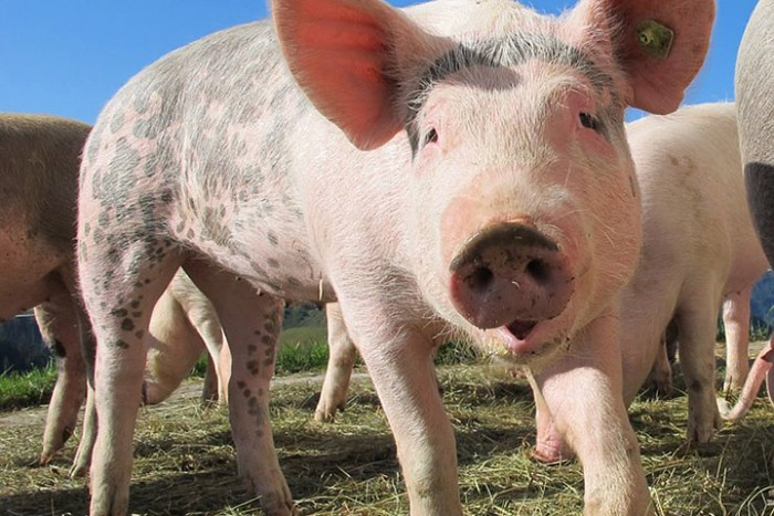 Литва возобновила поставки свиней в Польшу