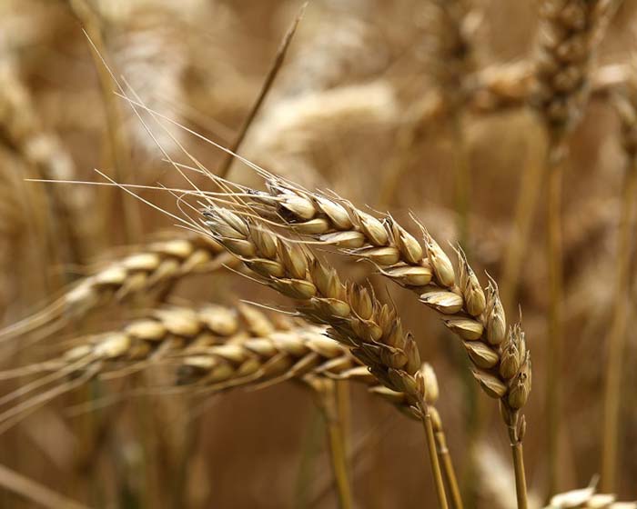 Минсельхоз США повысил прогноз мирового производства пшеницы благодаря России