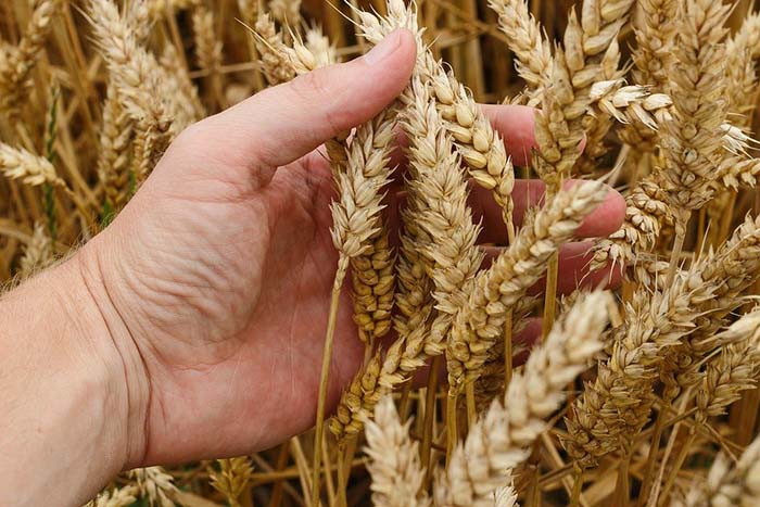 ​​Мир произведет в этом году больше пшеницы благодаря России