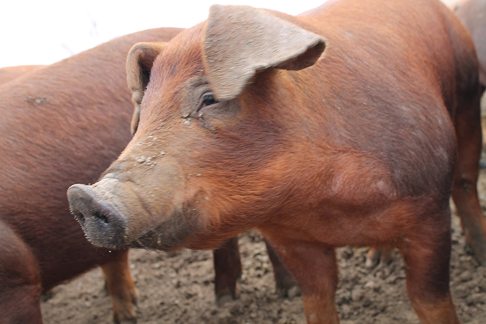 Мясные качества гибридных и чистопородных свиней