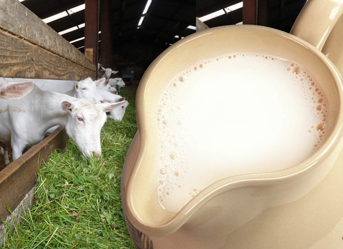 Основной объём козьего молока Нидерландов направляется на экспорт