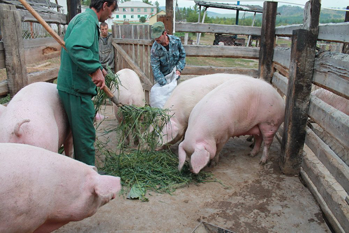 Откорм свиней в приусадебных хозяйствах