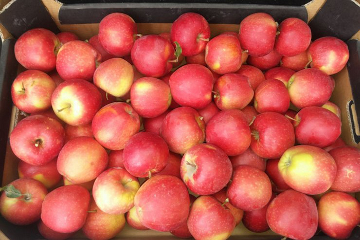 Польские яблоки попали в Петербург