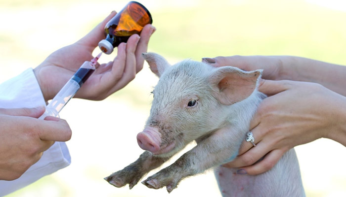 Применение профилактических и лечебных средств для свиней