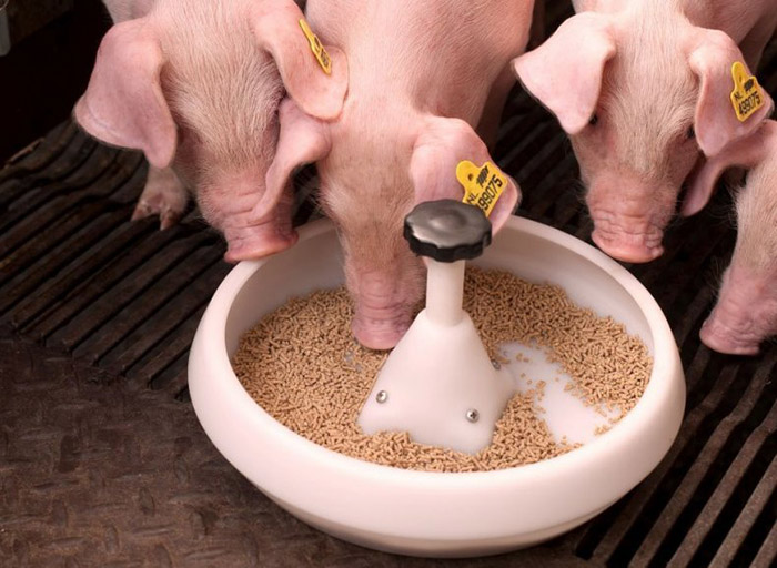 Применение программ оптимизации рецептов кормления свиней