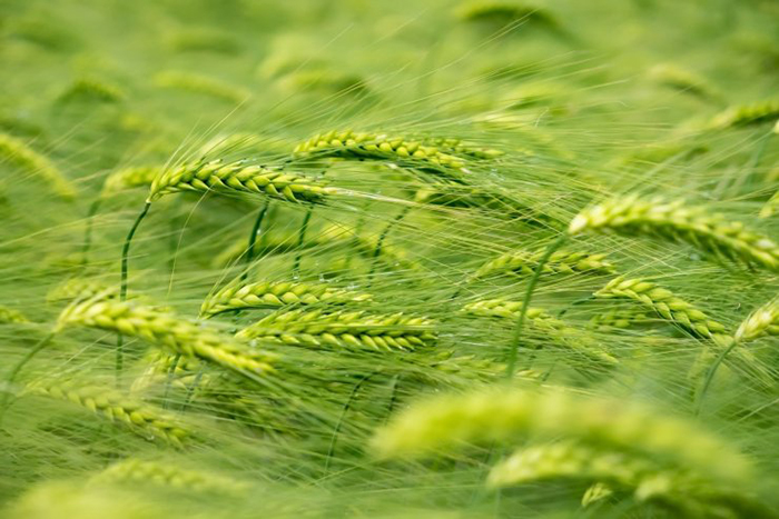 Россия и Казахстан подпишут с Ираном соглашение о поставках пшеницы