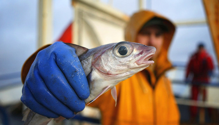Россия рассчитывает за пять лет увеличить добычу рыбы до 6 млн т в год