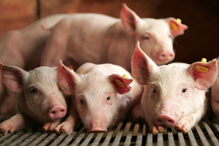 Россия запретила ввозить свинину из Японии