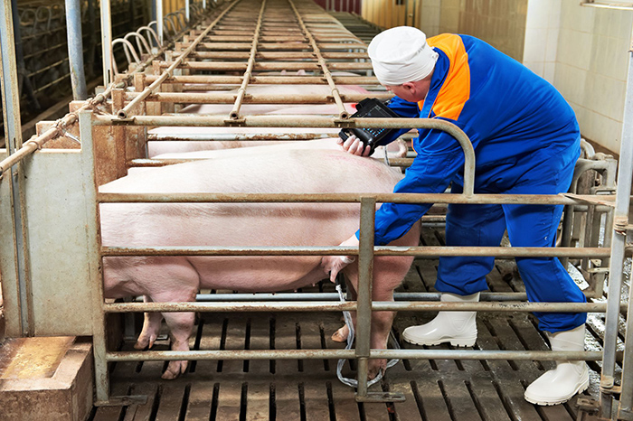 Техника искусственного осеменения свиней