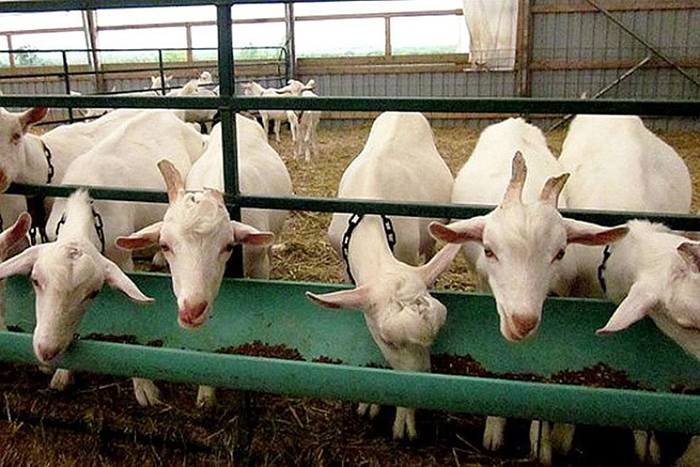 Технология кормления и содержания коз
