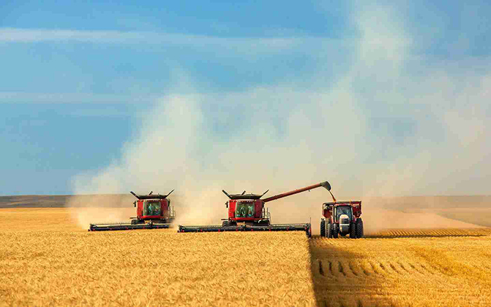 В 2019 году урожай зерна в России может составить более 127 млн тонн