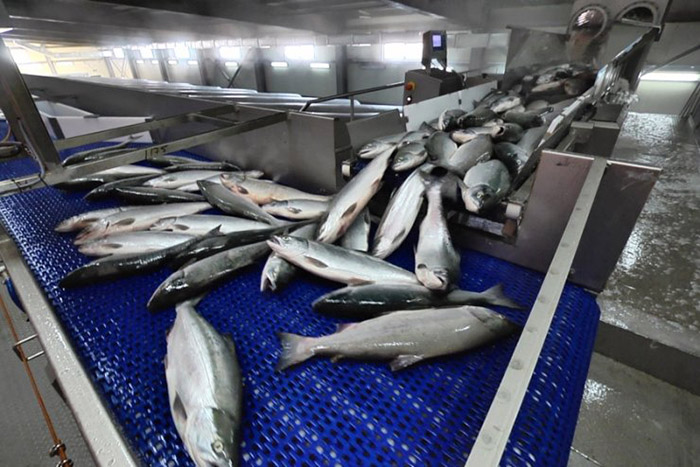 В Беломорске откроют новый рыбоперерабатывающий цех